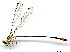  (Heteragrion icterops cf - WH-EO-0078)  @11 [ ] CreativeCommons - Attribution Non-Commercial (2014) William Haber University of Connecticut, Storrs, CT