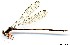  (Heteropodagrion sanguinipes - WH-EO-0082)  @11 [ ] CreativeCommons - Attribution Non-Commercial (2014) William Haber University of Connecticut, Storrs, CT