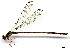  (Heteropodagrion sp. 4 - WH-EO-0084)  @11 [ ] CreativeCommons - Attribution Non-Commercial (2014) William Haber University of Connecticut, Storrs, CT