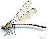 (Teinopodagrion sp. B - WH-EO-0089)  @11 [ ] CreativeCommons - Attribution Non-Commercial (2014) William Haber University of Connecticut, Storrs, CT