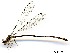  (Palaemnema lorena - WH-EO-0090)  @14 [ ] CreativeCommons - Attribution Non-Commercial (2014) William Haber University of Connecticut, Storrs, CT