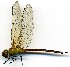  (Coryphaeschna amazonica - WH-EO-101)  @11 [ ] CreativeCommons  Attribution Non-Commercial (by-nc) (2017) William Haber University of Connecticut