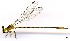  (Heteragrion cooki - WH-EO-127)  @11 [ ] CreativeCommons  Attribution Non-Commercial (by-nc) (2017) William Haber University of Connecticut