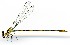  (Heteragrion sp. D - WH-EO-129)  @11 [ ] CreativeCommons  Attribution Non-Commercial (by-nc) (2017) William Haber University of Connecticut
