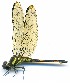  (Orthemis cf. anthracina - WH-EO-168)  @11 [ ] CreativeCommons  Attribution Non-Commercial (by-nc) (2017) William Haber University of Connecticut