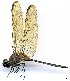  (Orthemis cf. attenuata - WH-EO-169)  @11 [ ] CreativeCommons  Attribution Non-Commercial (by-nc) (2017) William Haber University of Connecticut