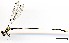  (Perissolestes cf. castor sp. B - WH-EO-176)  @11 [ ] CreativeCommons  Attribution Non-Commercial (by-nc) (2017) William Haber University of Connecticut