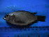  (Oreochromis leucostictus - DO-LK016)  @13 [ ] Unspecified (default): All Rights Reserved  Unspecified Unspecified