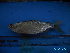  ( - DO-OL185)  @12 [ ] Unspecified (default): All Rights Reserved  Unspecified Unspecified