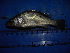  ( - DO-OL215)  @12 [ ] Unspecified (default): All Rights Reserved  Unspecified Unspecified
