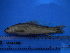  ( - DO-SM274)  @13 [ ] Unspecified (default): All Rights Reserved  Unspecified Unspecified