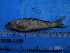  ( - DO-SM294)  @13 [ ] Unspecified (default): All Rights Reserved  Unspecified Unspecified