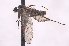  ( - CNC1125534)  @11 [ ] No Rights Reserved (nrr) (2025) Unspecified CNC