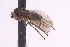  (Enlinia californica - CNC1434506)  @11 [ ] No Rights Reserved (nrr) (2025) Unspecified CNC
