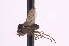  (Enlinia taeniocaudata - CNC1434507)  @11 [ ] No Rights Reserved (nrr) (2025) Unspecified CNC
