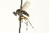  ( - CNC DIPTERA 163493)  @13 [ ] CreativeCommons - Attribution (2012) CNC/CBG Photography Group Centre for Biodiversity Genomics