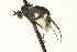  ( - CNC DIPTERA 163566)  @12 [ ] CreativeCommons - Attribution (2012) CNC/CBG Photography Group Centre for Biodiversity Genomics