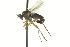  ( - CNC DIPTERA 163020)  @11 [ ] CreativeCommons - Attribution (2012) CNC/CBG Photography Group Centre for Biodiversity Genomics