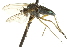 (Hercostomus - CNC DIPTERA 163021)  @14 [ ] CreativeCommons - Attribution (2012) CNC/CBG Photography Group Centre for Biodiversity Genomics