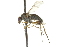  ( - CNC DIPTERA 163024)  @14 [ ] CreativeCommons - Attribution (2012) CNC/CBG Photography Group Centre for Biodiversity Genomics