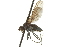  (Aphrosylini - CNC DIPTERA 163029)  @14 [ ] CreativeCommons - Attribution (2012) CNC/CBG Photography Group Centre for Biodiversity Genomics
