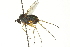  ( - CNC DIPTERA 163035)  @14 [ ] CreativeCommons - Attribution (2012) CNC/CBG Photography Group Centre for Biodiversity Genomics