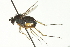  ( - CNC DIPTERA 163036)  @14 [ ] CreativeCommons - Attribution (2012) CNC/CBG Photography Group Centre for Biodiversity Genomics