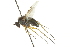  ( - CNC DIPTERA 163037)  @12 [ ] CreativeCommons - Attribution (2012) CNC/CBG Photography Group Centre for Biodiversity Genomics