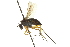  (Dolichopus finitus - CNC DIPTERA 163038)  @15 [ ] CreativeCommons - Attribution (2012) CNC/CBG Photography Group Centre for Biodiversity Genomics