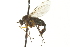  (Dolichopus dasyops - CNC DIPTERA 163041)  @14 [ ] CreativeCommons - Attribution (2012) CNC/CBG Photography Group Centre for Biodiversity Genomics