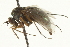 ( - CNC DIPTERA 163042)  @11 [ ] CreativeCommons - Attribution (2012) CNC/CBG Photography Group Centre for Biodiversity Genomics