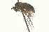  ( - CNC DIPTERA 163043)  @11 [ ] CreativeCommons - Attribution (2012) CNC/CBG Photography Group Centre for Biodiversity Genomics