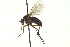  ( - CNC DIPTERA 163044)  @11 [ ] CreativeCommons - Attribution (2012) CNC/CBG Photography Group Centre for Biodiversity Genomics