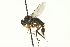  ( - CNC DIPTERA 163051)  @13 [ ] CreativeCommons - Attribution (2012) CNC/CBG Photography Group Centre for Biodiversity Genomics