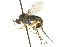  ( - CNC DIPTERA 163052)  @14 [ ] CreativeCommons - Attribution (2012) CNC/CBG Photography Group Centre for Biodiversity Genomics