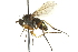  (Dolichopus pugil - CNC DIPTERA 163054)  @14 [ ] CreativeCommons - Attribution (2012) CNC/CBG Photography Group Centre for Biodiversity Genomics