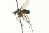  ( - CNC DIPTERA 163058)  @11 [ ] CreativeCommons - Attribution (2012) CNC/CBG Photography Group Centre for Biodiversity Genomics