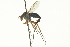  (Dolichopus jugalis - CNC DIPTERA 163059)  @14 [ ] CreativeCommons - Attribution (2012) CNC/CBG Photography Group Centre for Biodiversity Genomics