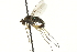  (Dolichopus incisuralis - CNC DIPTERA 163064)  @14 [ ] CreativeCommons - Attribution (2012) CNC/CBG Photography Group Centre for Biodiversity Genomics
