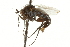  ( - CNC DIPTERA 163066)  @11 [ ] CreativeCommons - Attribution (2012) CNC/CBG Photography Group Centre for Biodiversity Genomics
