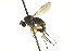  (Dolichopus gladius - CNC DIPTERA 163070)  @13 [ ] CreativeCommons - Attribution (2012) CNC/CBG Photography Group Centre for Biodiversity Genomics