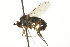  ( - CNC DIPTERA 163075)  @11 [ ] CreativeCommons - Attribution (2012) CNC/CBG Photography Group Centre for Biodiversity Genomics