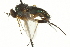  ( - CNC DIPTERA 163076)  @13 [ ] CreativeCommons - Attribution (2012) CNC/CBG Photography Group Centre for Biodiversity Genomics