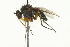  ( - CNC DIPTERA 163077)  @13 [ ] CreativeCommons - Attribution (2012) CNC/CBG Photography Group Centre for Biodiversity Genomics