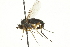  ( - CNC DIPTERA 163078)  @13 [ ] CreativeCommons - Attribution (2012) CNC/CBG Photography Group Centre for Biodiversity Genomics