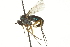  ( - CNC DIPTERA 163079)  @13 [ ] CreativeCommons - Attribution (2012) CNC/CBG Photography Group Centre for Biodiversity Genomics
