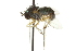  (Dolichopus socius - CNC DIPTERA 163084)  @13 [ ] CreativeCommons - Attribution (2012) CNC/CBG Photography Group Centre for Biodiversity Genomics