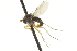 ( - CNC DIPTERA 163090)  @12 [ ] CreativeCommons - Attribution (2012) CNC/CBG Photography Group Centre for Biodiversity Genomics