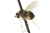  (Gymnopternus vockerothi - CNC DIPTERA 163091)  @13 [ ] CreativeCommons - Attribution (2012) CNC/CBG Photography Group Centre for Biodiversity Genomics