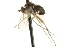  ( - CNC DIPTERA 163092)  @11 [ ] CreativeCommons - Attribution (2012) CNC/CBG Photography Group Centre for Biodiversity Genomics